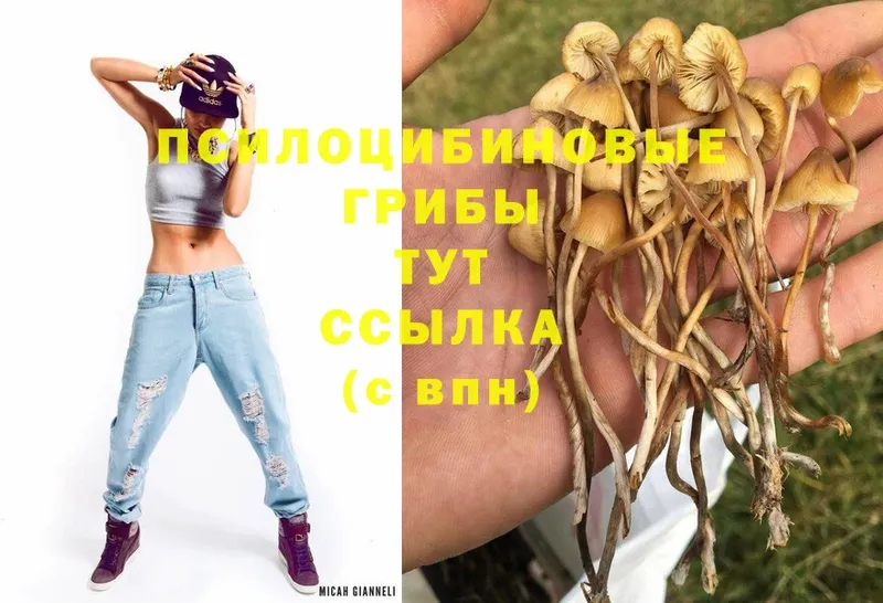 Галлюциногенные грибы Psilocybe  цены   Адыгейск 